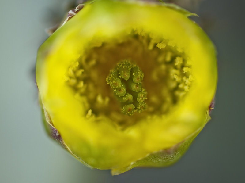 Okonjima, Cactus
